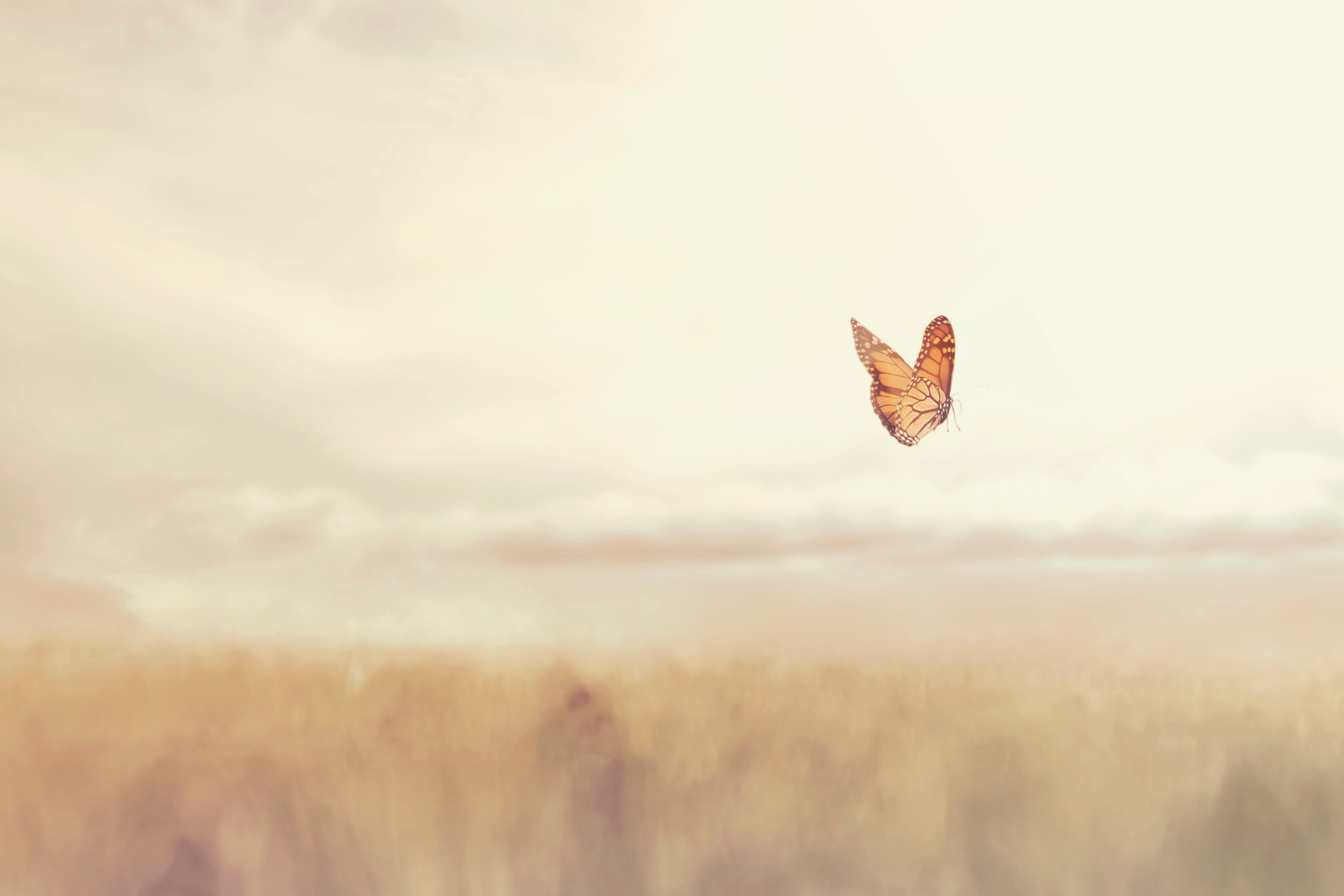 colorful butterfly flying free in the middle of nature