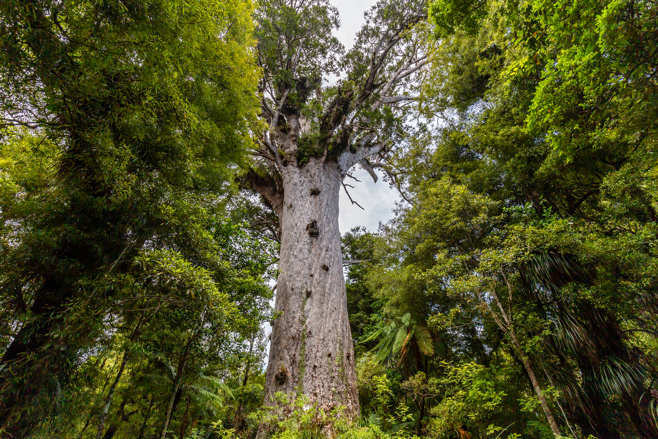 Tane Mahuta, the lord of the forest: the largest Kauri tree in Waipoua Kauri forest, New Zealand.